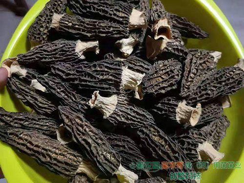 羊肚菌干品 羊肚菌干品